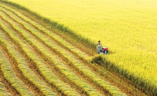 Festival lúa gạo Việt Nam – Vĩnh Long là cơ hội để các doanh nghiệp giới thiệu rộng rãi sản phẩm của mình, tìm kiếm đối tác, phát triển ngành công nghiệp chế biến ở địa phương. (Nguồn ảnh: dag.vn)